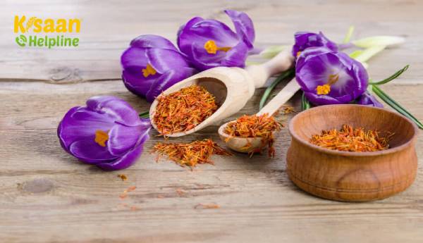 केसर (SAFFRON) दुनिया का सबसे महत्वपूर्ण मसाला, कुछ बुनियादी तथ्यों के साथ अपने ज्ञान को बढ़ाएं